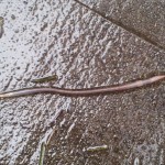 Worm in the rain.  His name is Steve.