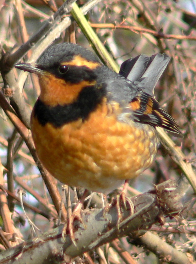 Zoothera naevia