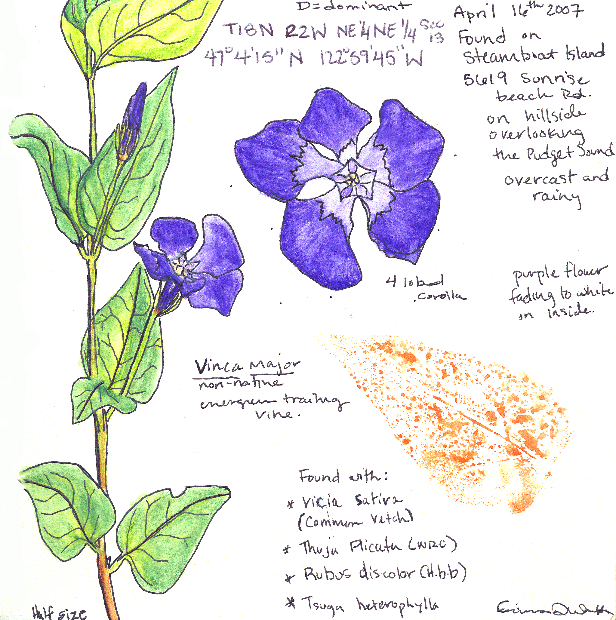 Vinca major