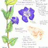 Vinca major